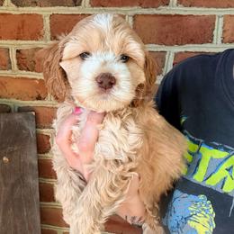 Aspen (navy) - Buff female Cockapoo puppy in Denver, Pennsylvania from Greenview Puppies