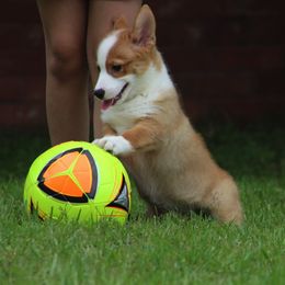 Cardigan Welsh Corgi and Pembroke Welsh Corgi Puppies from QueenE Corgi Farm