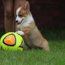 Cardigan Welsh Corgi and Pembroke Welsh Corgi Puppies from QueenE Corgi Farm