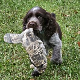 English Springer Spaniel Puppies from Bedell's Riverdog Run