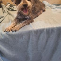 Chloe - Miniature Schnauzer