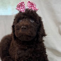 Eloise - Chocolate female Goldendoodle puppy in Afton, Oklahoma from C5 Doodles