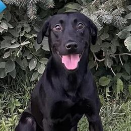 Loco - Labrador Retriever