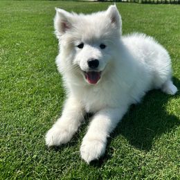 Samoyed Puppies from Leah Kubek