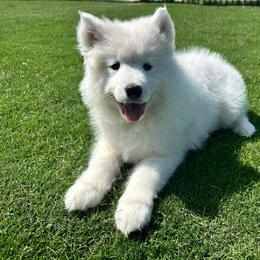Samoyed Puppies from Leah Kubek