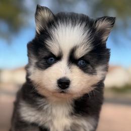 Hope - Black and white female Pomsky puppy in Mesa, Arizona from Platinum Pomskies