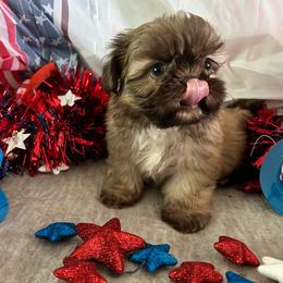 Kona - Chocolate and tan male Shih Tzu puppy in Denton, Maryland from Little Lions the Shih Tzu Kingdom