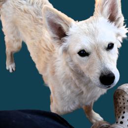 Kuber - Yellow female Mudi puppy in Benson, Arizona from Twisted Acres Border Collies and Mudi