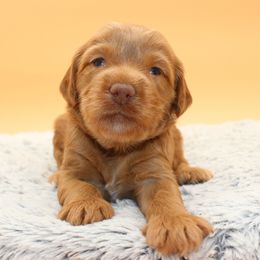 Eiffel - Red female Australian Cobberdog puppy in Bellingham, Minnesota from Whispering Prairie Australian Cobberdog