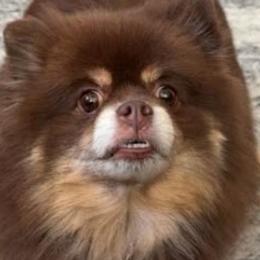 Pomeranians from Stephanie Gonzalez