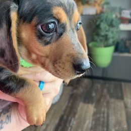 Dachshund Puppies from MJ Lil’ Cherokee Paws