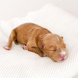 Hannah - Red female Cavapoo puppy in Ephrata, Washington from Mustard Seed Cava Co.