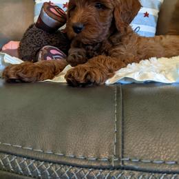 Goldendoodle Puppies from Frannie's Goldendoodle Puppies