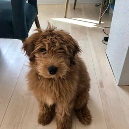 Aussiedoodle All Grown Up from Elkington Family Farms
