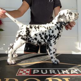 Female 1 - White and black female Dalmatian puppy in Fayette, Missouri from Lazy B Bassets and Dalmatians