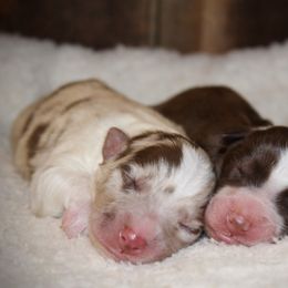 Australian Shepherd Puppies from Tru Blu Aussies