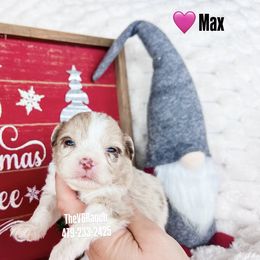 Max - Red merle female Aussiedoodle puppy in Sulphur Bluff, Texas from V6 Ranch Dogs