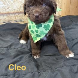 Cleo - Brown female Newfoundland puppy in Goodhue, Minnesota from Claypits Newfoundlands