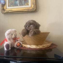Boy 1 Little Bear - Chocolate male Shih Tzu puppy in Troy, Michigan from "Shihtzu Best Friend"