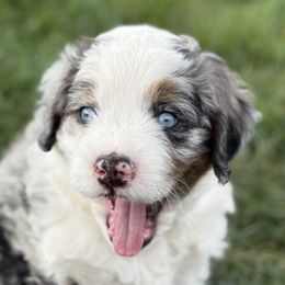 Freedom, Light Blue Eyes, Blue tag - Tri-color male Bernedoodle puppy in Las Vegas, Nevada from Perfect Bernedoodles