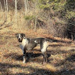 Raven - Catahoula Leopard Dog