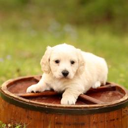 Cream Longhair Boy 1 - Cream male Dachshund puppy in Pauls Valley, Oklahoma from Simply Happy Dachshunds