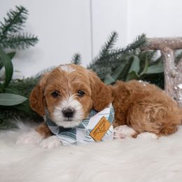 Ash (Orange) - Red  male Goldendoodle puppy in St. George, Utah from Dashing Doodle Pups