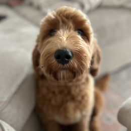 Pepper - Goldendoodle