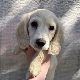 Boy 2 - Cream male Dachshund puppy in Walla Walla Valley, Oregon from English Cream Dachshunds