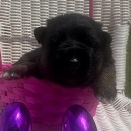 Devine - Black and red female German Shepherd puppy in Rockfield, Kentucky from Cheveyo German Shepherds