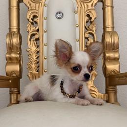 Prince - Cream and white male Chihuahua puppy in Burleson, Texas from Tiny Diiamond Chihuahua Boutique