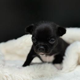 Myth - Black and white female Chihuahua puppy in Lee Center, New York from Alfheim-Andromeda Chihuahua's (A &A's)