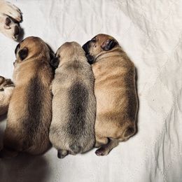 French Bulldog Puppies from 3D Frenchies LLC