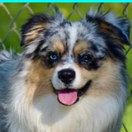 Miniature Australian Shepherds and Toy Australian Shepherds from Rhinestone Ranch