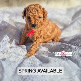 Poodle Puppies from Poodle Avenue