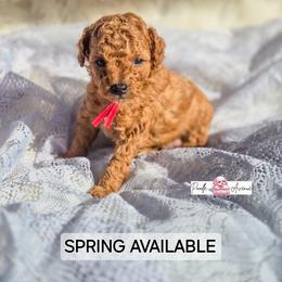 Poodle Puppies from Poodle Avenue