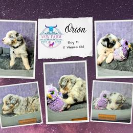 Australian Shepherd and Great Dane Puppies from AEW Farm