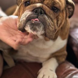 Picasso - Bulldog