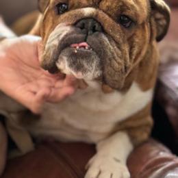 Picasso - Bulldog