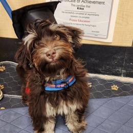 Havanese Puppies from Heavenly Havanese of Florida
