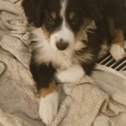 Red - Black tri male Miniature Australian Shepherd puppy in Middleburg, Florida from Dog Father Kennels
