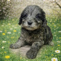 Daphne purple collar - Merle female Goldendoodle puppy in North Branch, Michigan from Graceful Miniature Goldendoodles