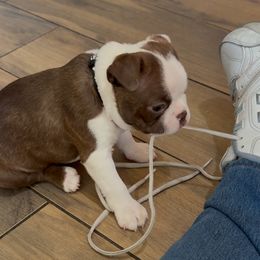 Boy 3 Black collar - Boston Terrier puppy from So Cal Boston’s