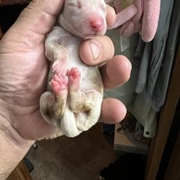 Dachshund Puppies from Witchy Woman’s Wiener’s