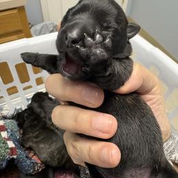 Susie - Red brindle female Scottish Terrier puppy in Stanford, Kentucky from Bluegrass Scottish Terriers