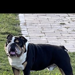 Spur - Bulldog