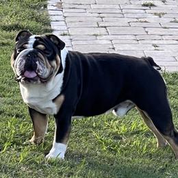 Spur - Bulldog