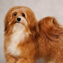 Firecracker - Havanese