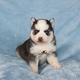 Cookie - Black and white female Pomsky puppy in Stockton, Utah from Mischa Nelson