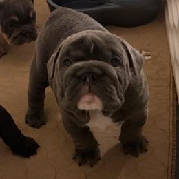 Blue - Blue tri-color male Bulldog puppy in Hobe Sound, Florida from Amanda’s Bullies